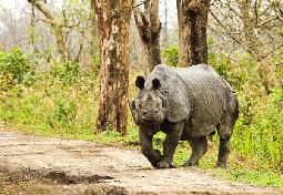 Kaziranga National Park