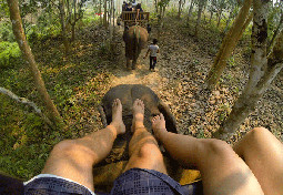 elephant ride in kaziranga