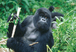  Gorillas in Rwanda 