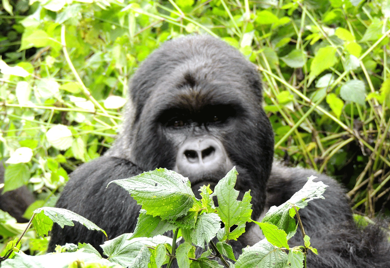 Gorillas in Rwanda