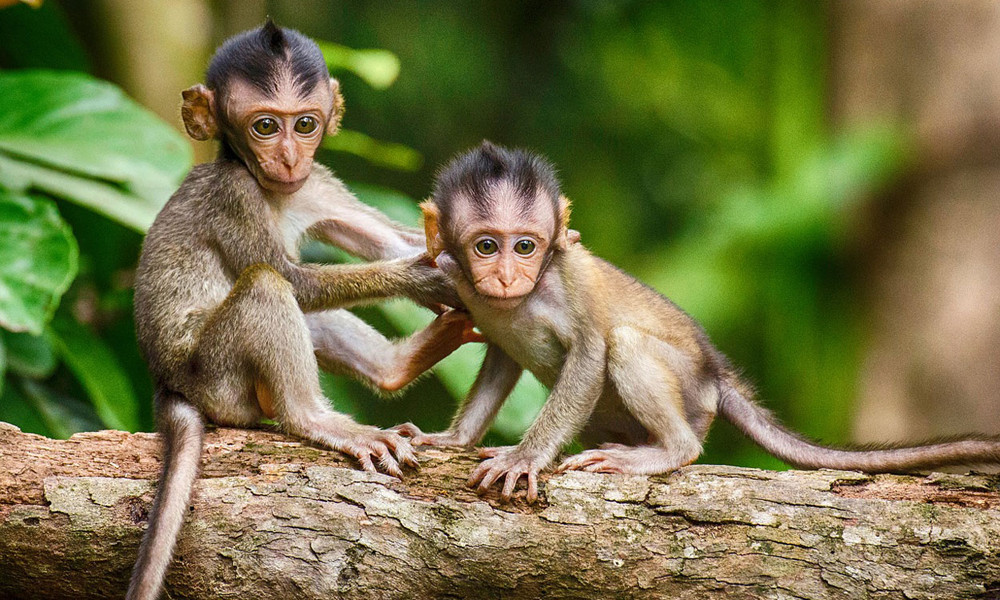 Bukit Timah Nature Reserve