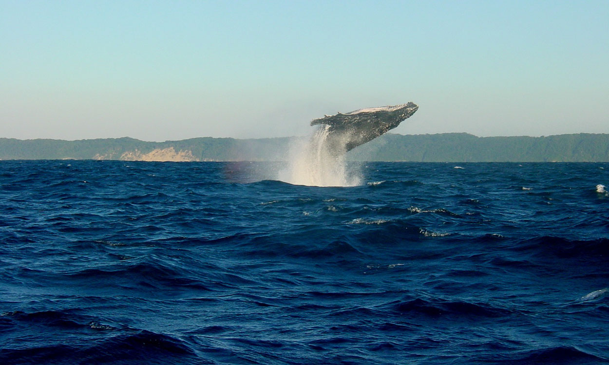Whale Watching in Reykjavik