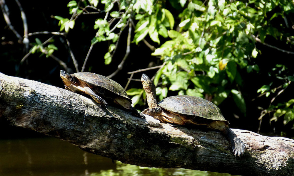 Parque Nacional Tortuguero