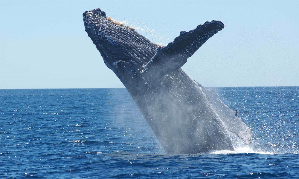 Whale Watching in Costa Rica