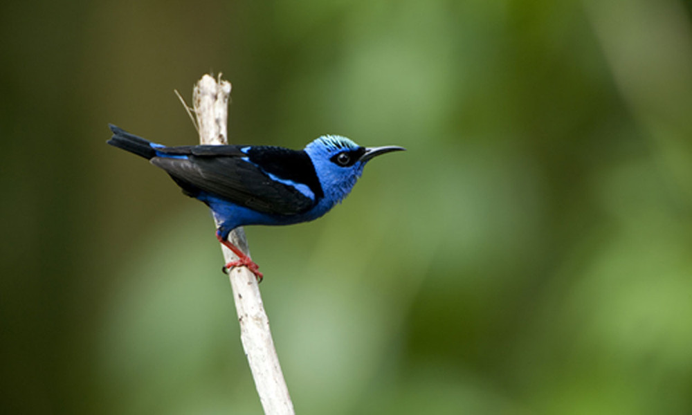 Soberania National Park